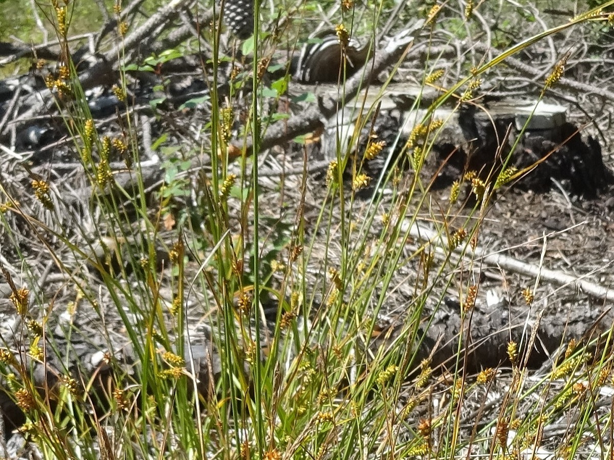 Carex punctata (Cyperaceae)